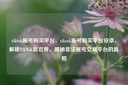 tiktok账号购买平台，tiktok账号购买平台安卓，解锁TikTok新世界，揭秘非法账号交易平台的真相