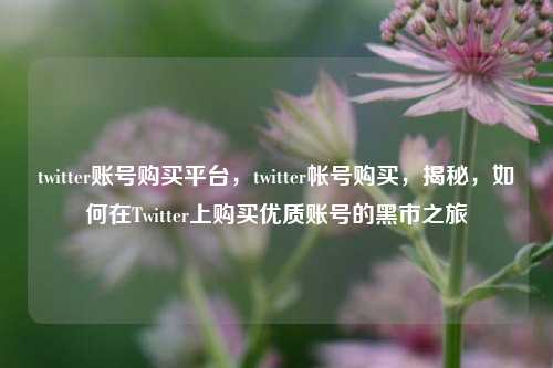 twitter账号购买平台，twitter帐号购买，揭秘，如何在Twitter上购买优质账号的黑市之旅